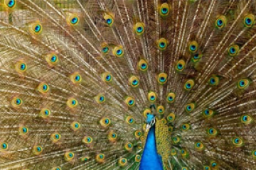 כך תבחרו את הבריכה לבית